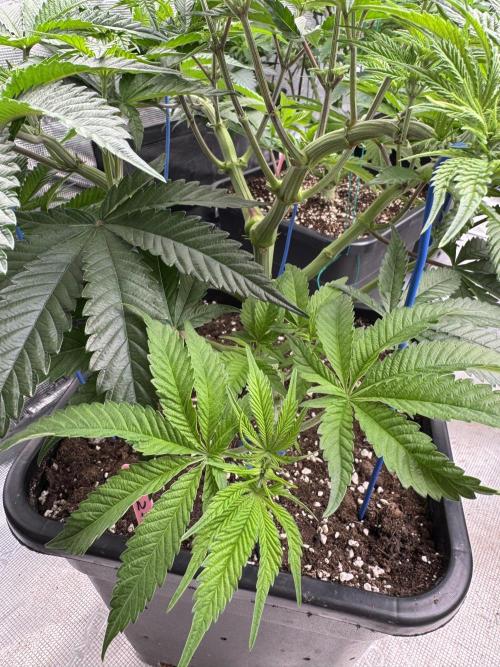 Doughnut Time 🍩. Week 7