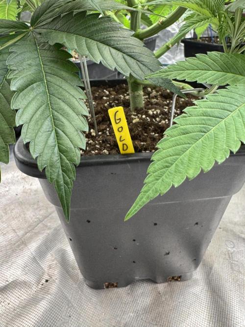 Golden sands 🏜️. Week 7