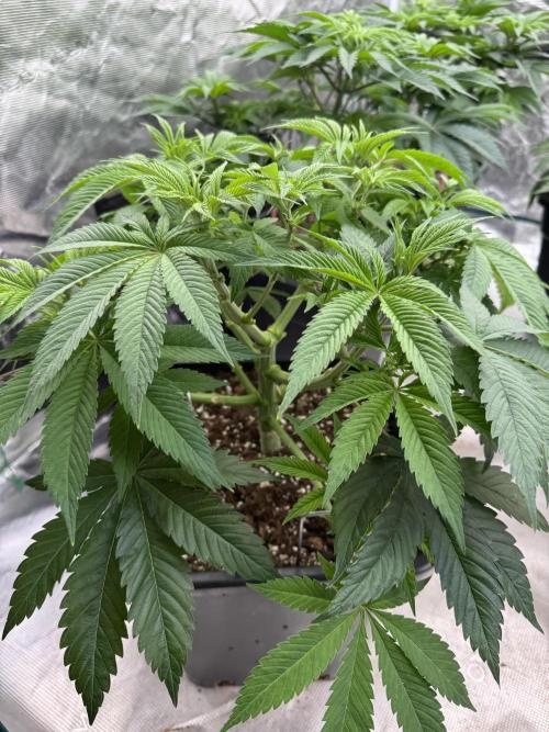 Golden sands 🏜️. Week 7