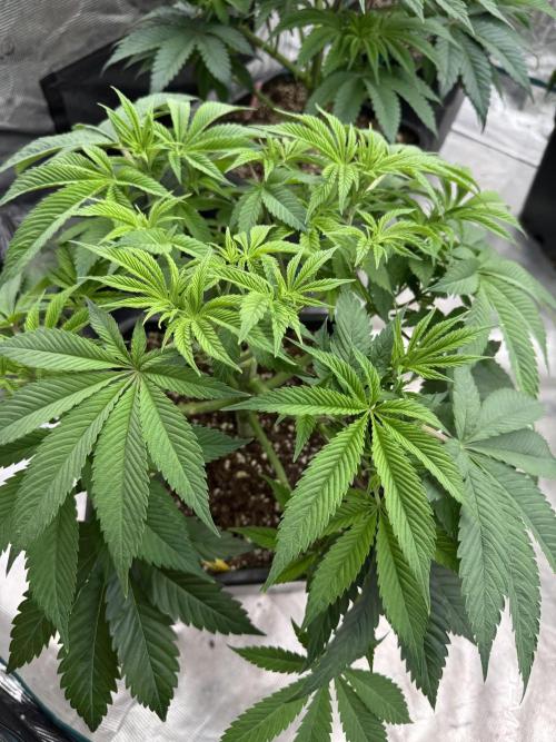 Golden sands 🏜️. Week 7