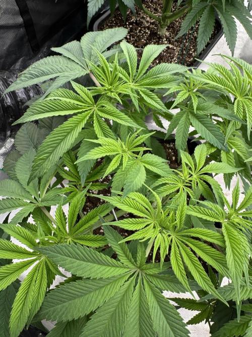 Golden sands 🏜️. Week 7