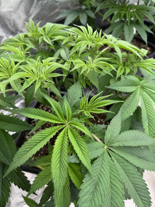 Golden sands 🏜️. Week 7