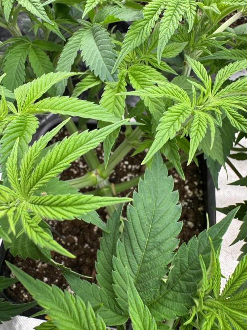 Golden sands 🏜️. Week 7