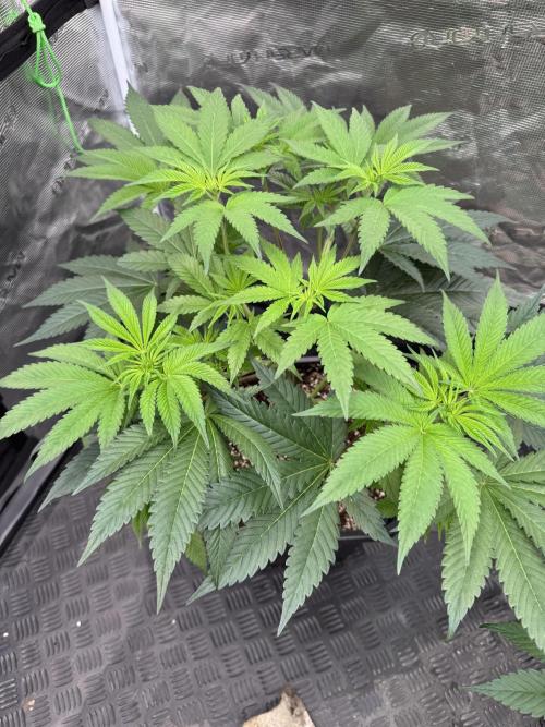 Da Valiotoro 🍦. Week 7