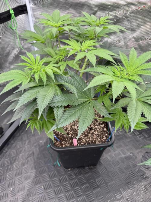 Da Valiotoro 🍦. Week 7