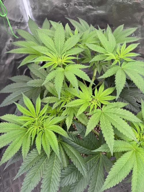 Da Valiotoro 🍦. Week 7