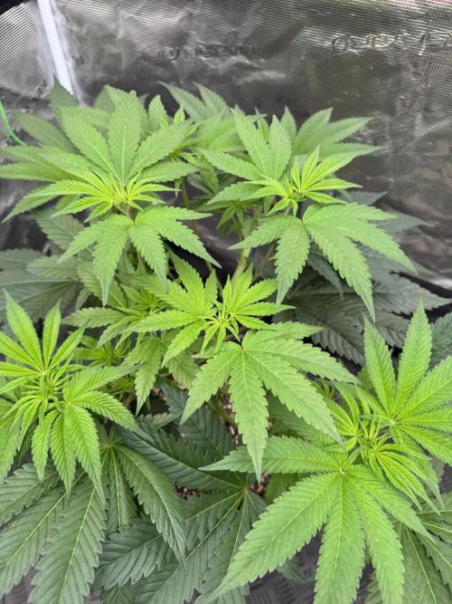 Da Valiotoro 🍦. Week 7