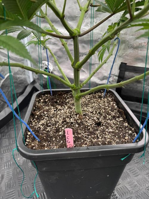 Da Valiotoro 🍦. Week 7