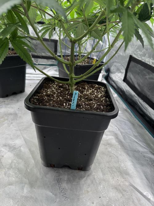 Lemon Tree x Banana Krumble. Week 7