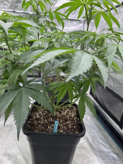 Lemon Tree x Banana Krumble. Week 7