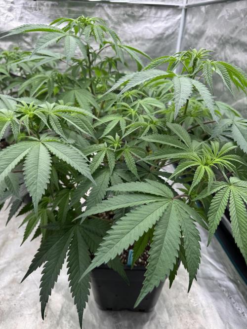 Lemon Tree x Banana Krumble. Week 7