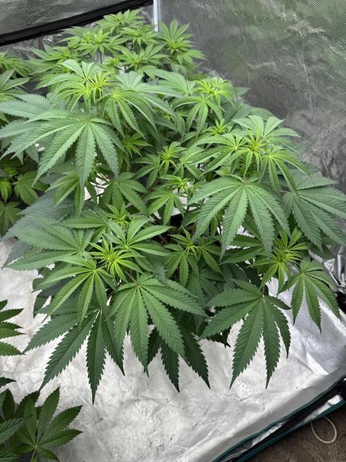 Lemon Tree x Banana Krumble. Week 7