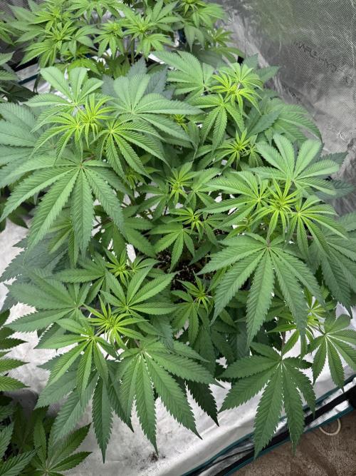 Lemon Tree x Banana Krumble. Week 7