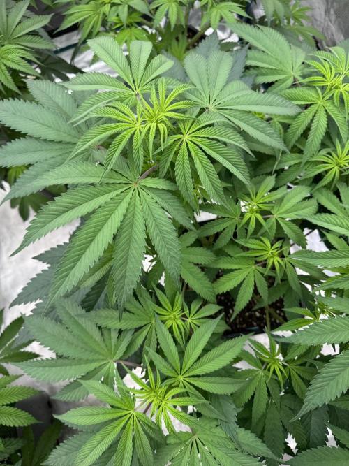 Lemon Tree x Banana Krumble. Week 7