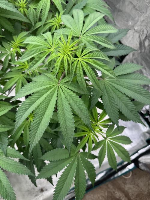 Lemon Tree x Banana Krumble. Week 7