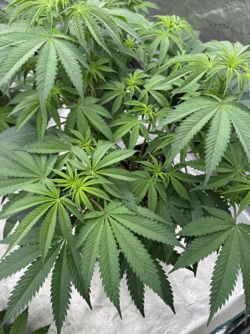 Lemon Tree x Banana Krumble. Week 7