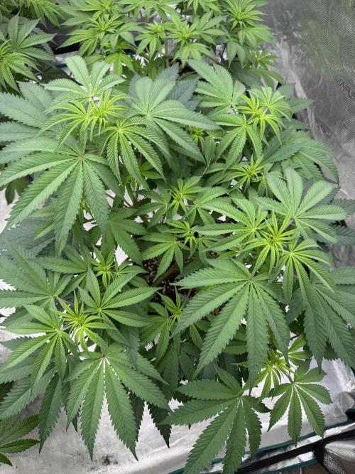 Lemon Tree x Banana Krumble. Week 7