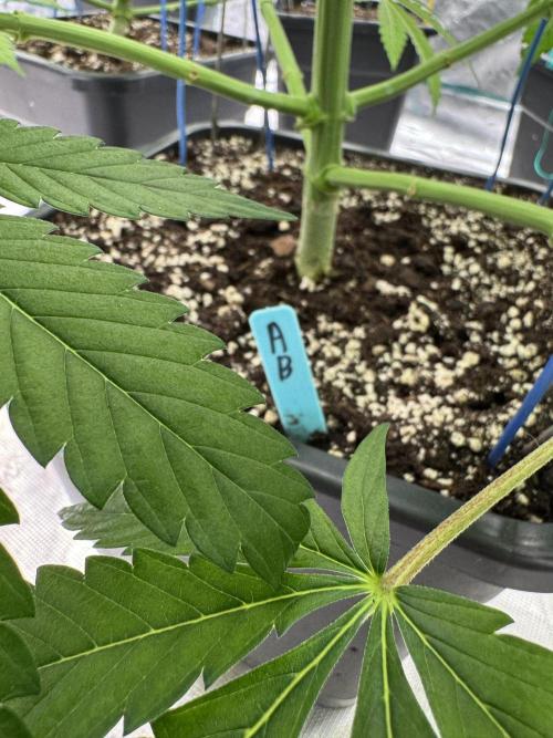 Tropical duo 🏝️. Week 7