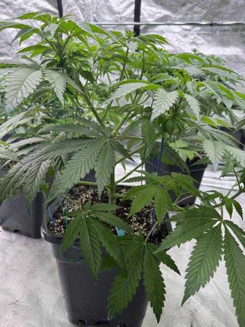 Tropical duo 🏝️. Week 7