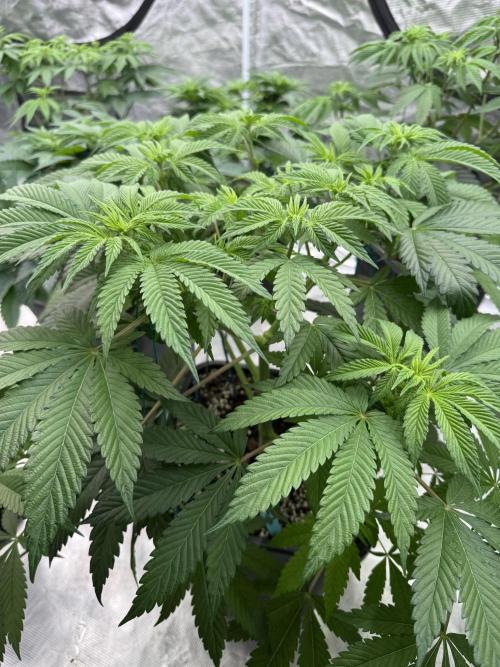 Tropical duo 🏝️. Week 7