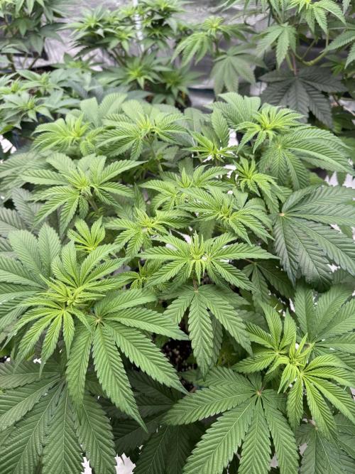 Tropical duo 🏝️. Week 7