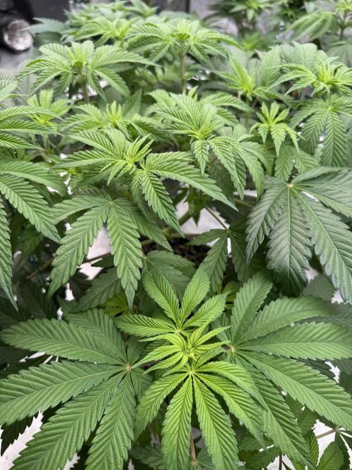 Tropical duo 🏝️. Week 7