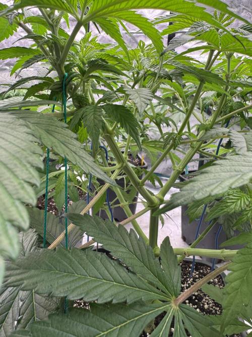 Tropical duo 🏝️. Week 7