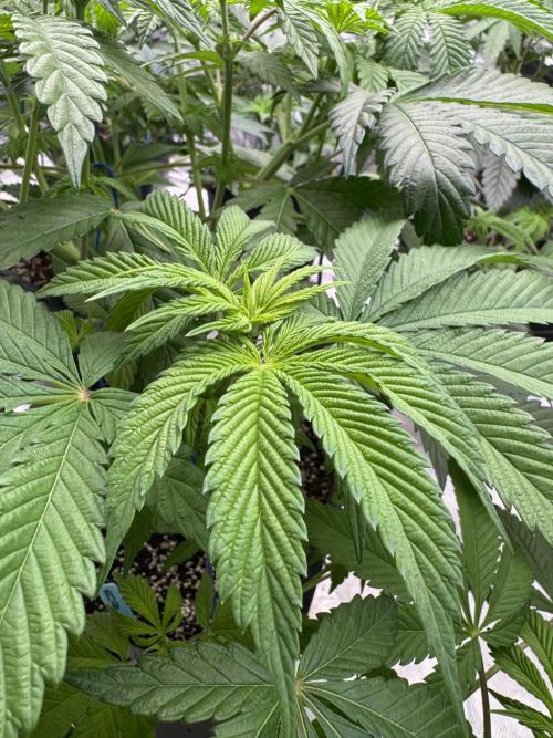 Tropical duo 🏝️. Week 7