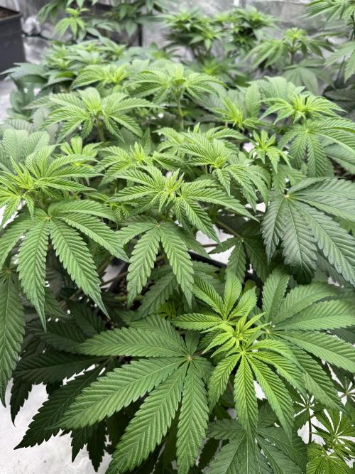 Tropical duo 🏝️. Week 7