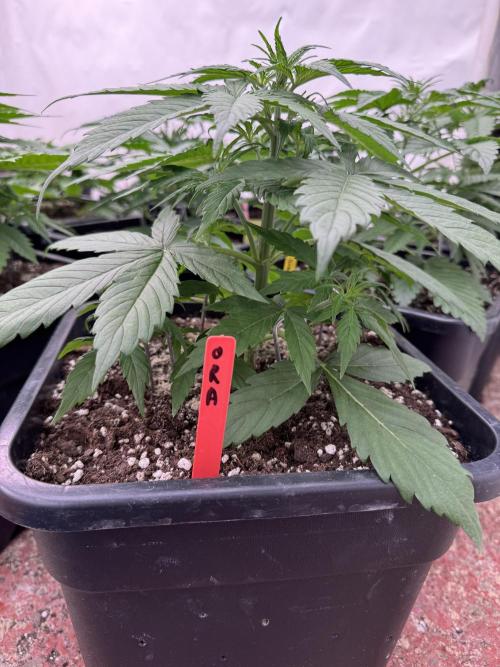 Orange Zest 🍊🍸. Week 3