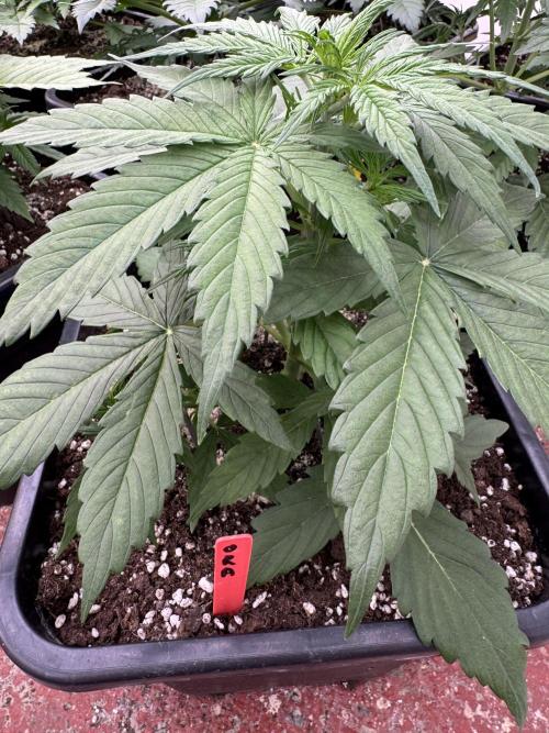 Orange Zest 🍊🍸. Week 3