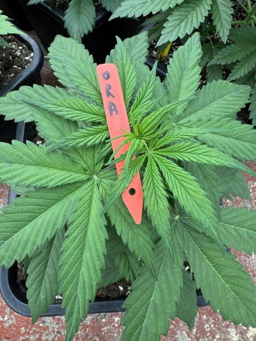 Orange Zest 🍊🍸. Week 3