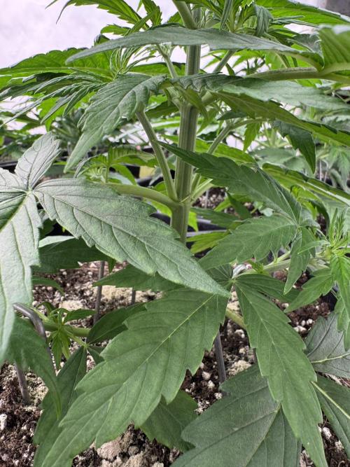 Orange Zest 🍊🍸. Week 3