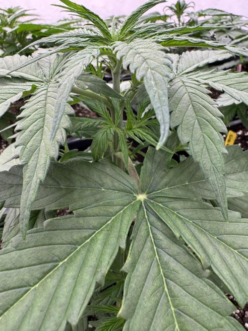 Orange Zest 🍊🍸. Week 3