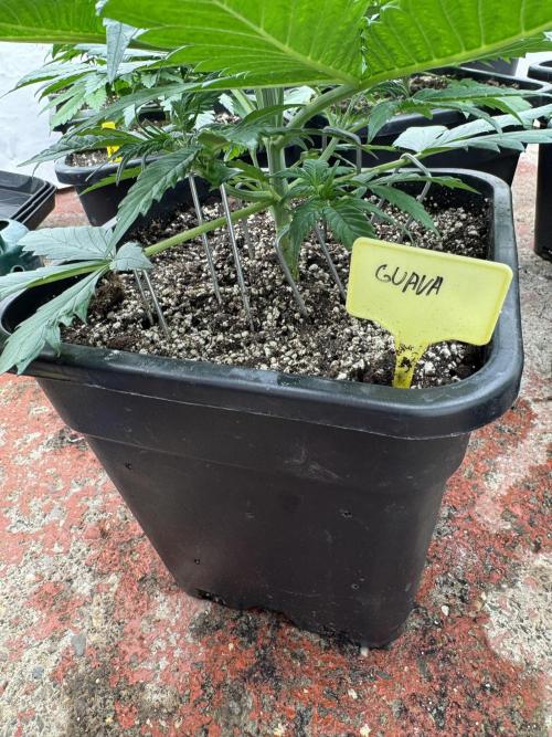 Guava 🍐🍓. Week 3