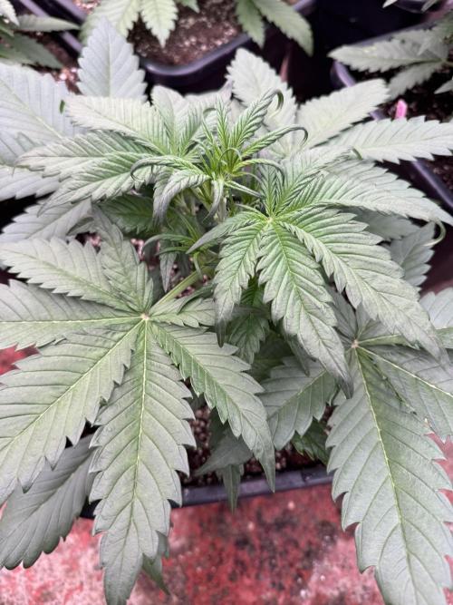 Guava 🍐🍓. Week 3