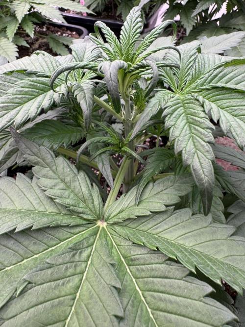 Guava 🍐🍓. Week 3