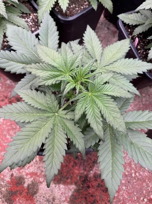 Guava 🍐🍓. Week 3