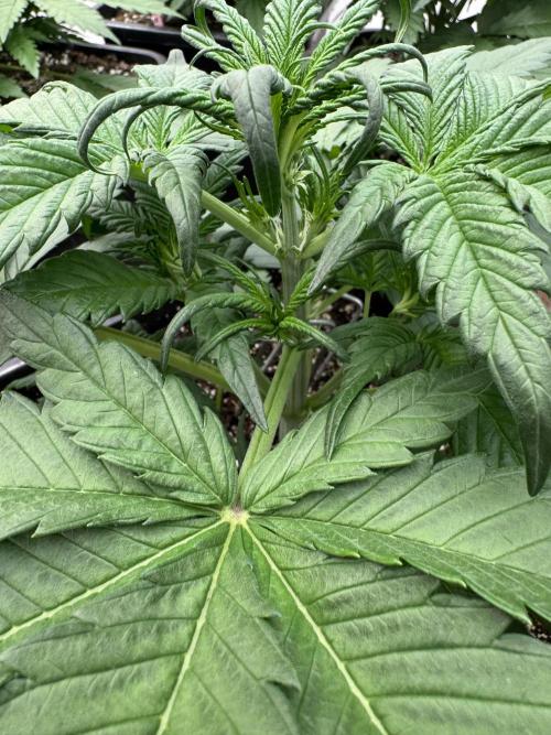 Guava 🍐🍓. Week 3