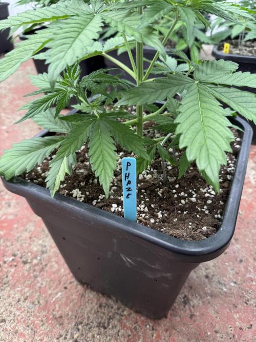 Purple Haze 😈. Week 3