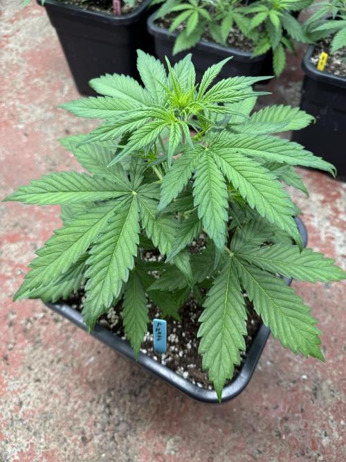 Purple Haze 😈. Week 3