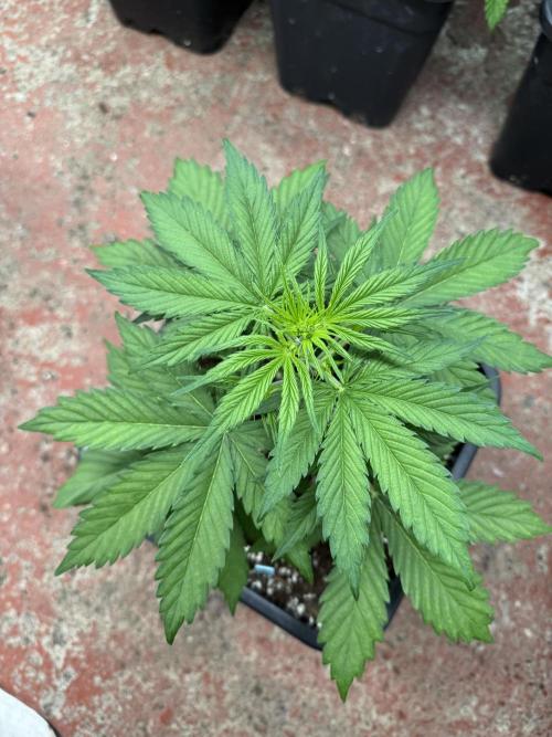 Purple Haze 😈. Week 3