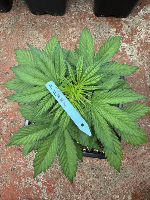 Purple Haze 😈. Week 3