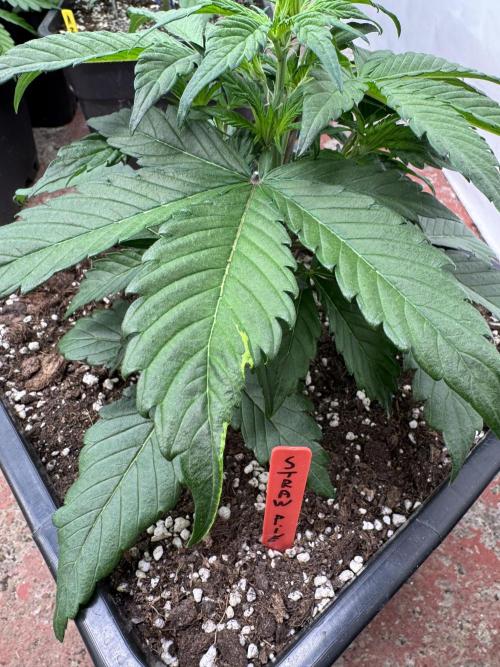 Sweet Crust 🥧. Week 3