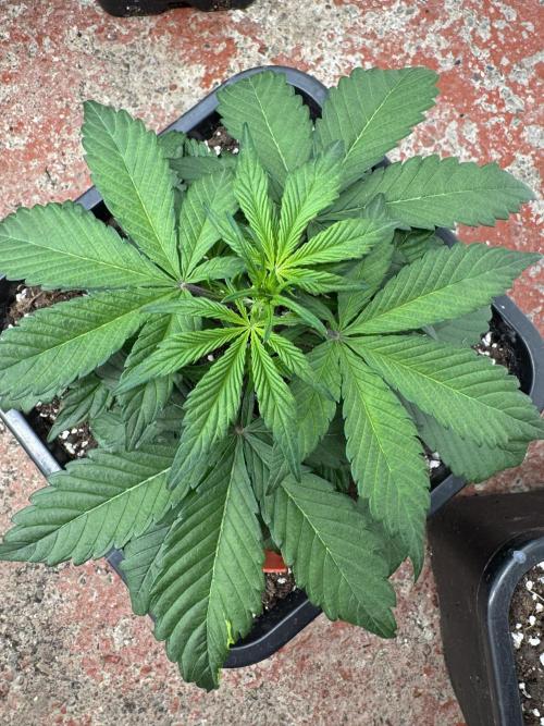 Sweet Crust 🥧. Week 3