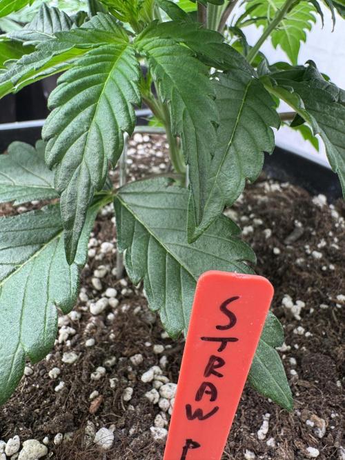 Sweet Crust 🥧. Week 3