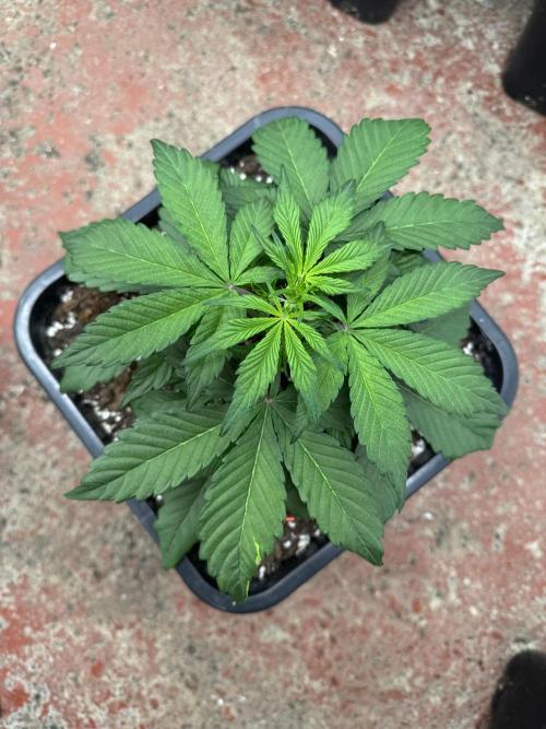 Sweet Crust 🥧. Week 3