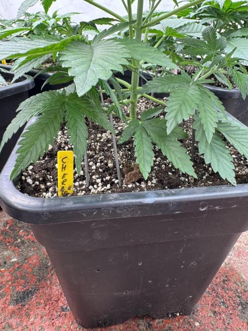 Cherish the Cherry Cola. Week 3