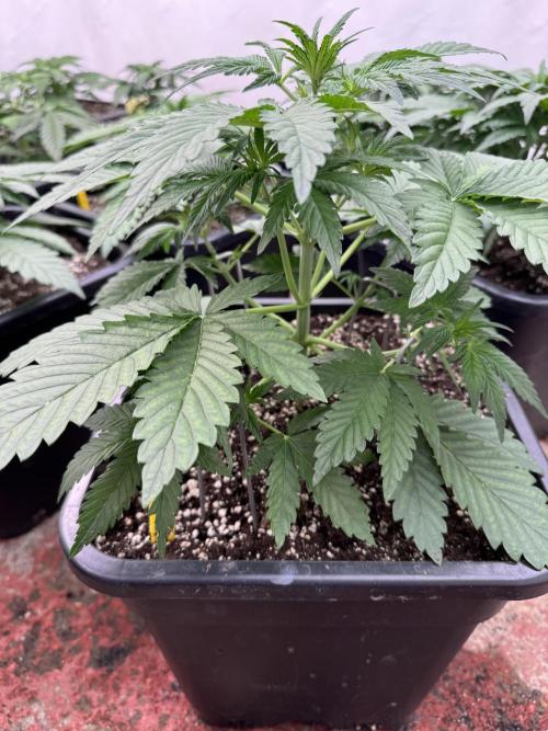 Cherish the Cherry Cola. Week 3