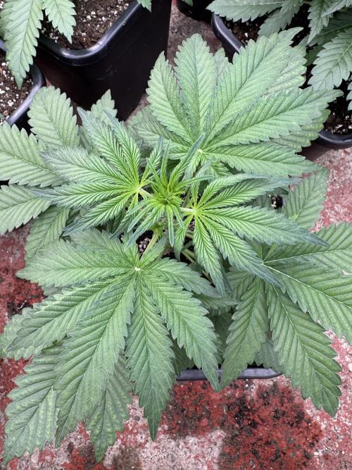 Cherish the Cherry Cola. Week 3